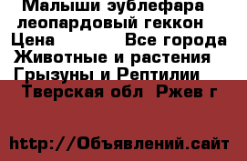 Малыши эублефара ( леопардовый геккон) › Цена ­ 1 500 - Все города Животные и растения » Грызуны и Рептилии   . Тверская обл.,Ржев г.